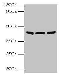 IDH3B Antibody