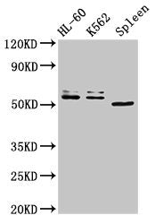 API5 Antibody