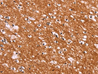 ENDOG Antibody