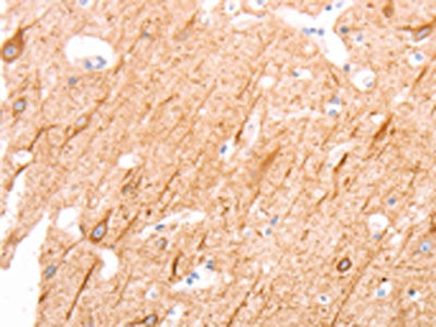 INA Antibody