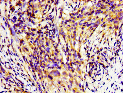HINT1 Antibody