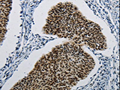 DDB1 Antibody