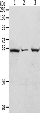 TCF7 Antibody