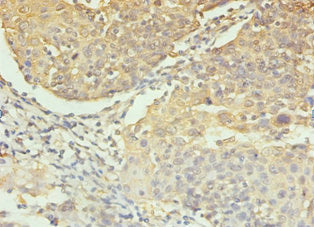 CASP3 Antibody