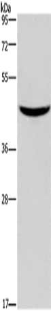 GIPR Antibody