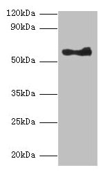 ANGPT1 Antibody