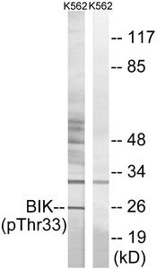 Phospho-BIK (Thr33) Antibody