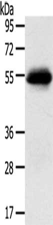 SLC7A5 Antibody