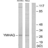 YWHAQ Antibody