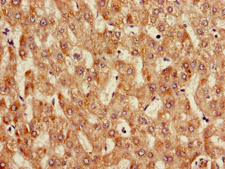 ANGPTL3 Antibody