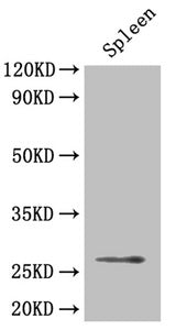BDNF Antibody