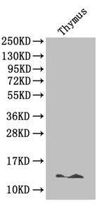 B2M Antibody