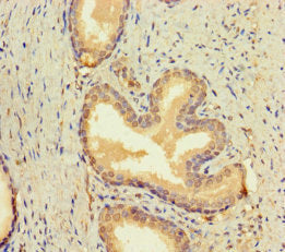 BMP4 Antibody