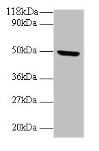 BMP7 Antibody