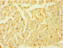 CASP1 Antibody
