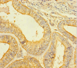 CASP1 Antibody