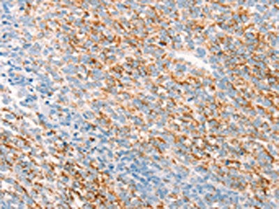 THY1 Antibody