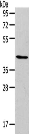RUNX2 Antibody