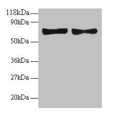 CCL5 Antibody