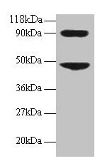CCL7 Antibody