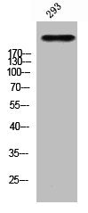 Phospho-TSC2 (T1462) Antibody
