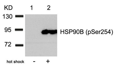 Phospho-HSP90AB1 (Ser254) Antibody