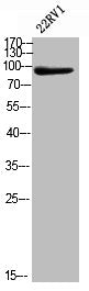 Phospho-VCP (S352) Antibody