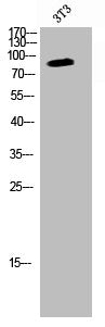 VCP Antibody