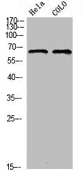 Phospho-EZR (T566) Antibody