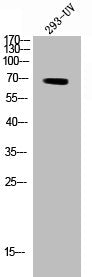 Phospho-EZR (Y146) Antibody