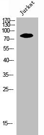 EZR Antibody