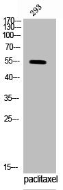 Phospho-VIM (S83) Antibody