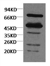 Rubisco Mouse Polyclonal Antibody(Large Chain)