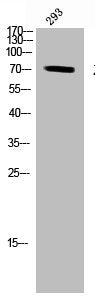 ZAP70 Antibody