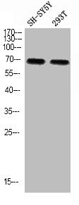 Phospho-SF1 (S82) Antibody