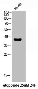 Phospho-CXCR4 (S339) Antibody