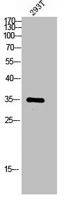 MMTAG2 Antibody