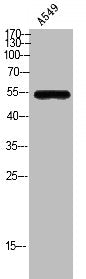 SLC52A2 Antibody