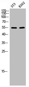 CAMK2A/CAMK2D Antibody