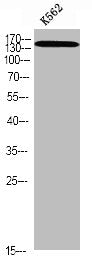 Phospho-SMC1A (S966) Antibody