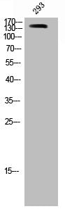 SMC1A Antibody