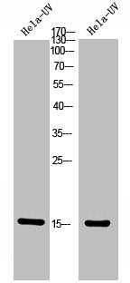 Phospho-Histone H2A (T121) Antibody