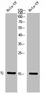 Histone H2A Antibody