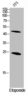 Cleaved-CASP1 (D210) Antibody