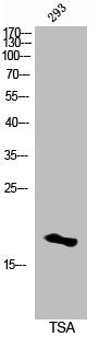 Acetyl-Histone H3 (K14) Antibody