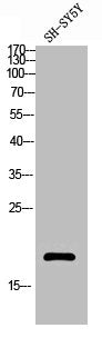 Acetyl-Histone H3 (K18) Antibody