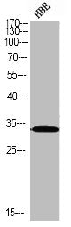 Phospho-CASP3 (S150) Antibody