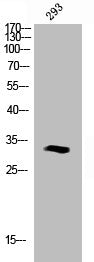 Phospho-CASP6 (S257) Antibody