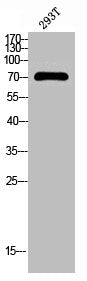 USP44 Antibody