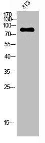 Phospho-ATRIP (S68) Antibody
